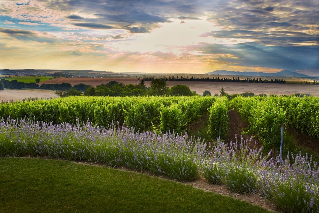 Vinohrady TAJNA Vineyards &amp; Winery značky sa dnes rozprestierajú na 25 hektároch pôdy. 